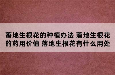 落地生根花的种植办法 落地生根花的药用价值 落地生根花有什么用处